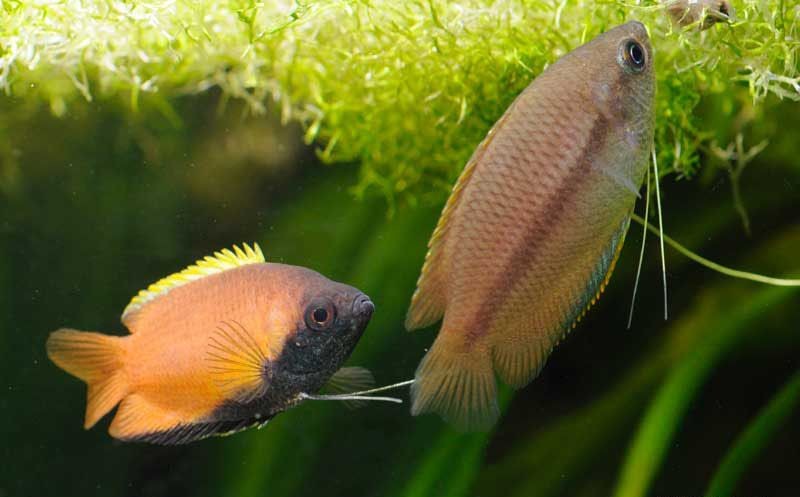 características do peixe colisa chuna