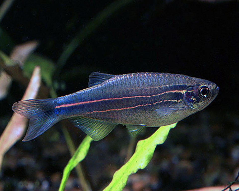 características do peixe danio azul
