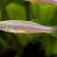 características do peixe danio perola