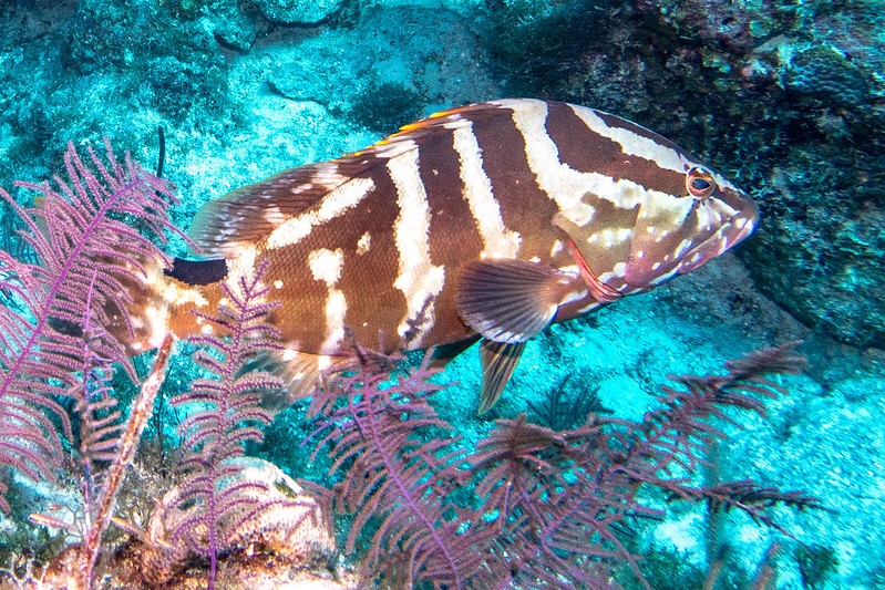 características do peixe garoupa-de-trindade