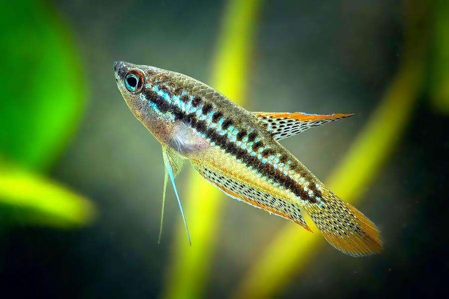 características do peixe gourami pigmeu