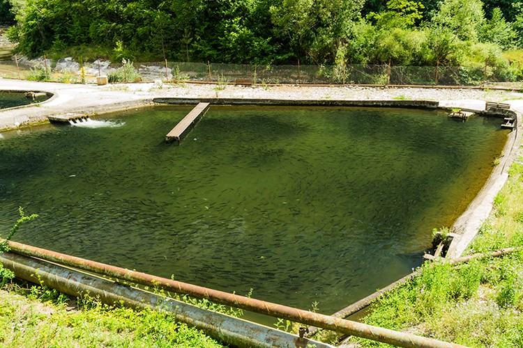 construcao dos tanques para criacao de tilapia