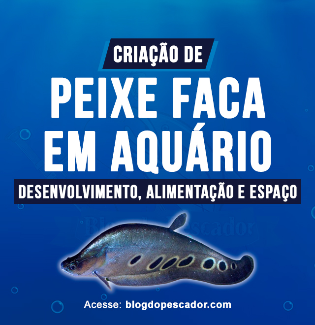 criação de Peixe faca em aquario