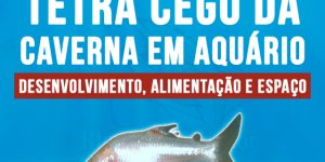 criação de Tetra Cego da Caverna em aquario