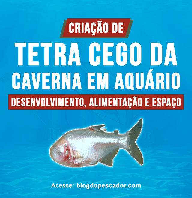 criação de Tetra Cego da Caverna em aquario