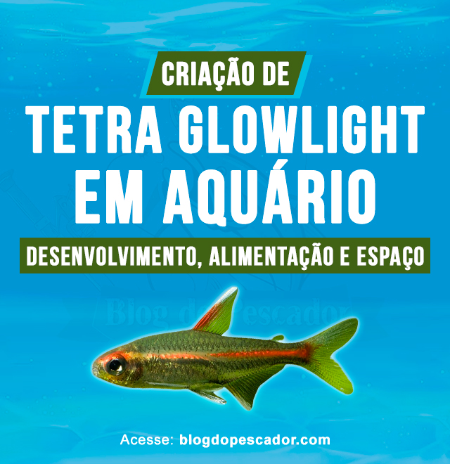 criação de Tetra Glowlight em aquario