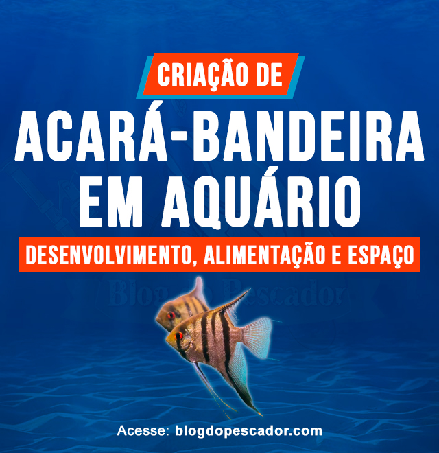 criacao de acara-bandeira em aquario