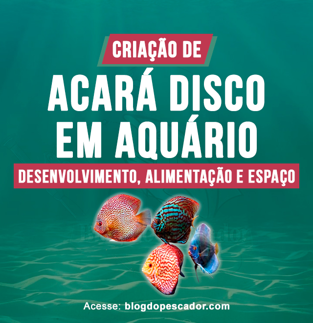 criacao de acara disco em aquario