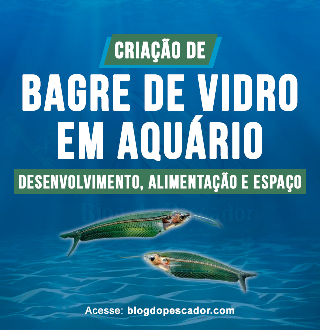 criacao de bagre de vidro em aquario