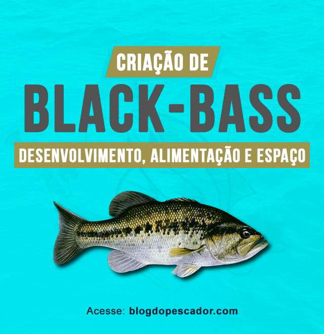 criacao de black-bass