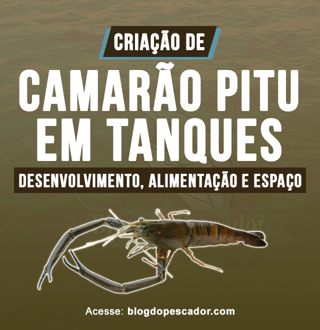 criacao de camarao pitu em tanques