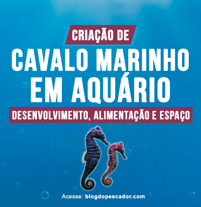 criacao de cavalo marinho em aquario