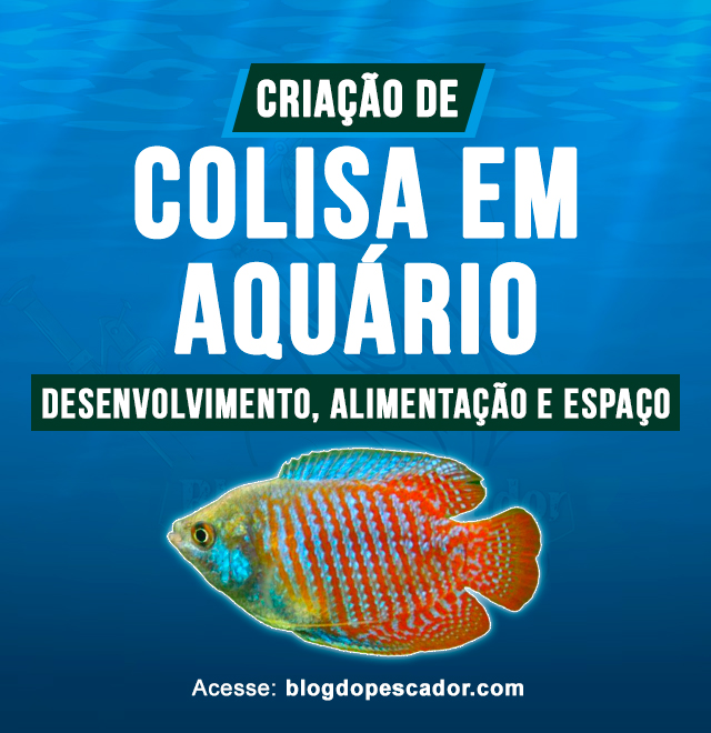 criacao de colisa em aquario