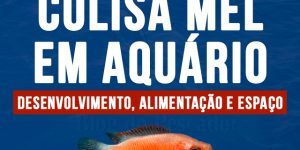 criacao de colisa mel em aquario