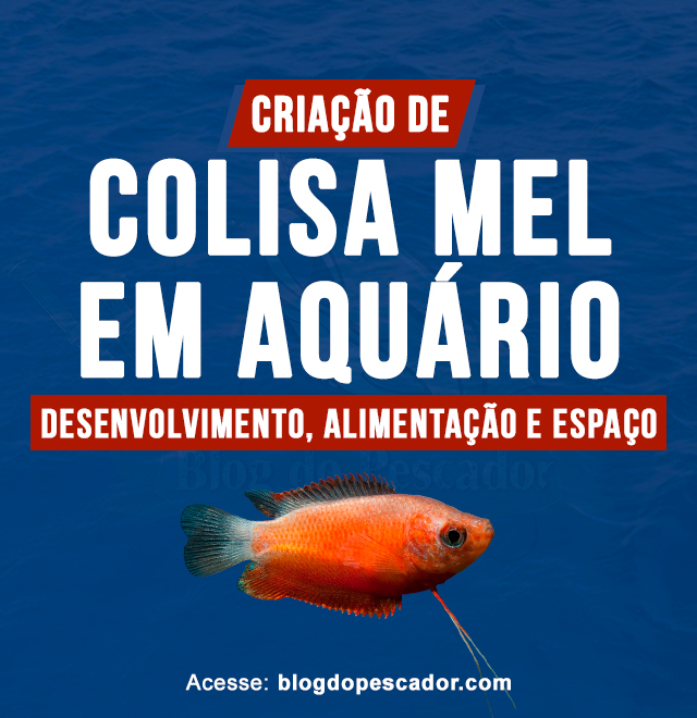 criacao de colisa mel em aquario