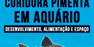 criacao de coridora pimenta em aquario