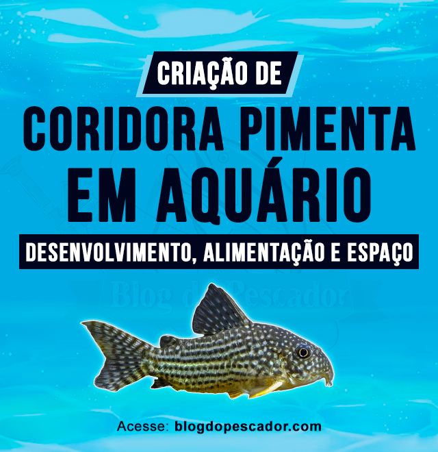 criacao de coridora pimenta em aquario