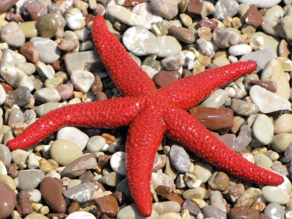 criacao de estrela do mar em aquario