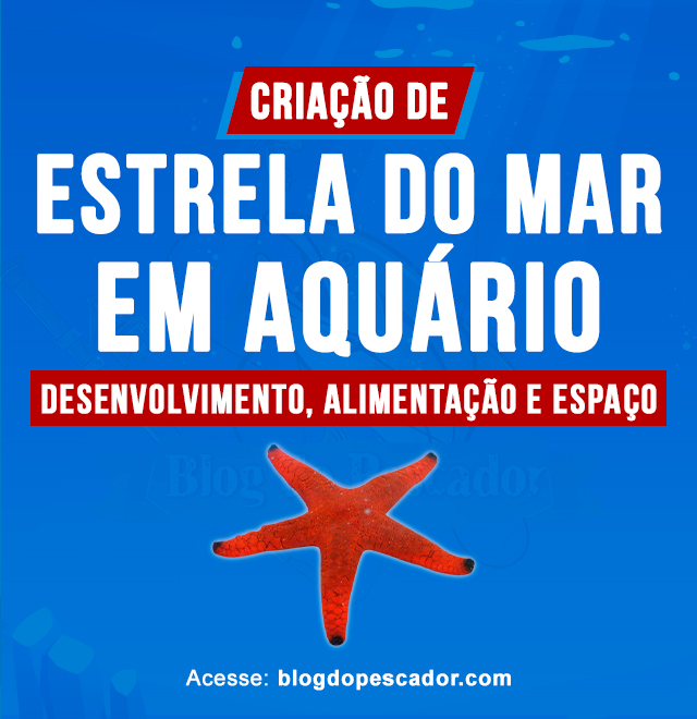 criacao de estrela do mar em aquario