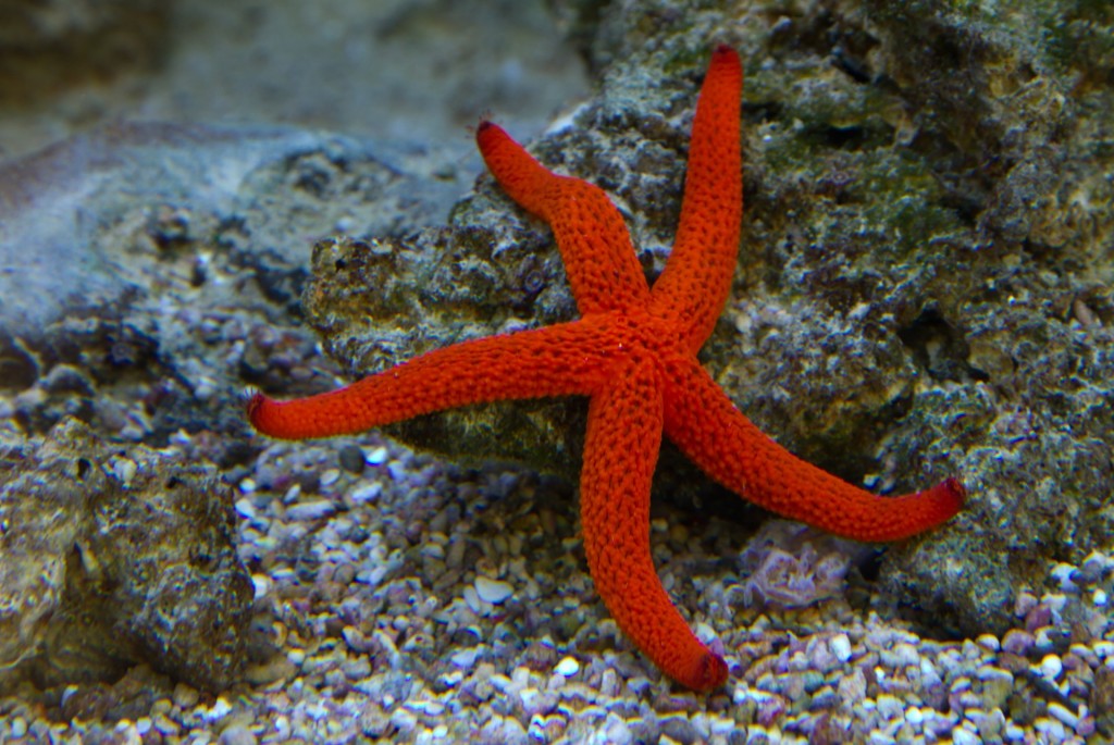 criacao de estrela do mar