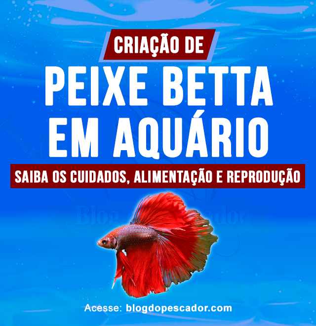 criacao de peixe betta em aquario