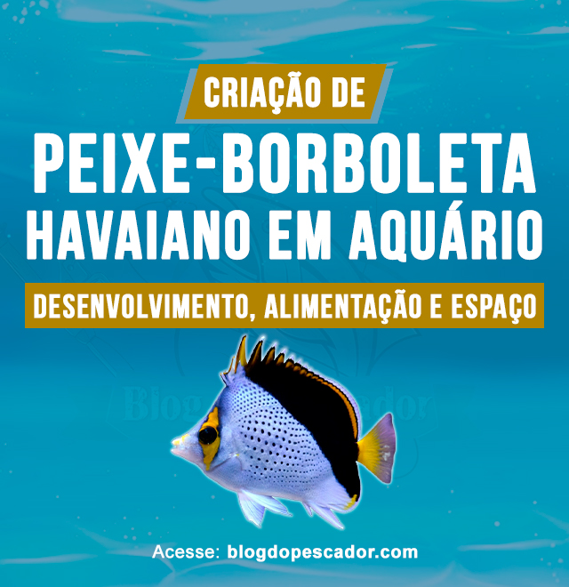 criacao de peixe-borboleta havaiano em aquario