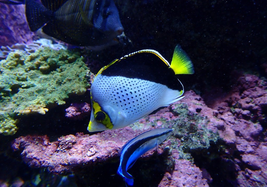 criacao de peixe-borboleta havaiano