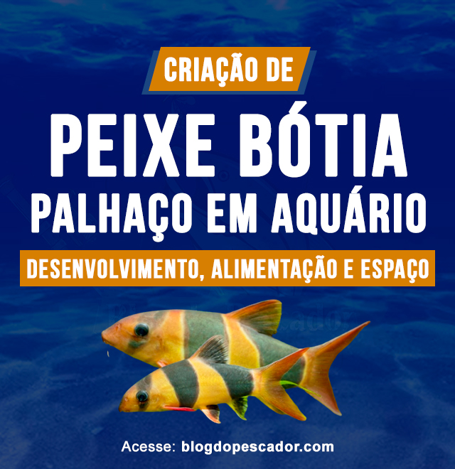 criacao de peixe botia palhaco em aquario