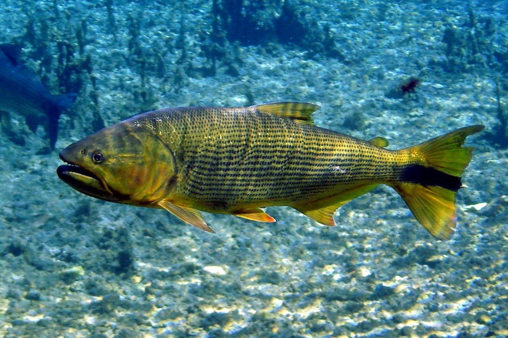 criacao de peixe dourado