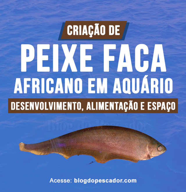 criacao de peixe faca africano em aquario