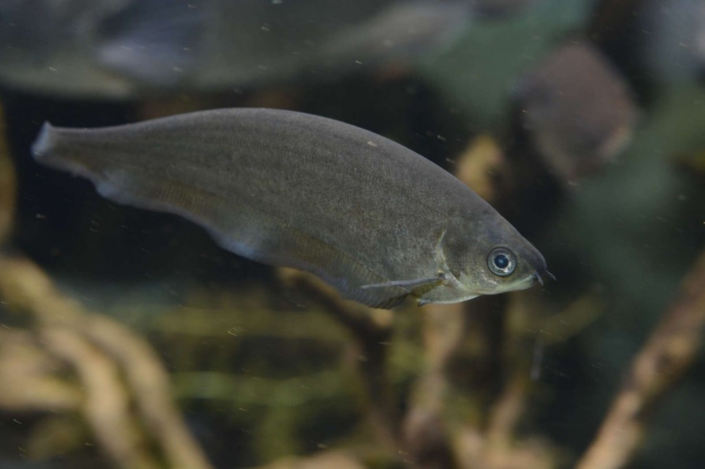 criacao de peixe faca africano em aquario