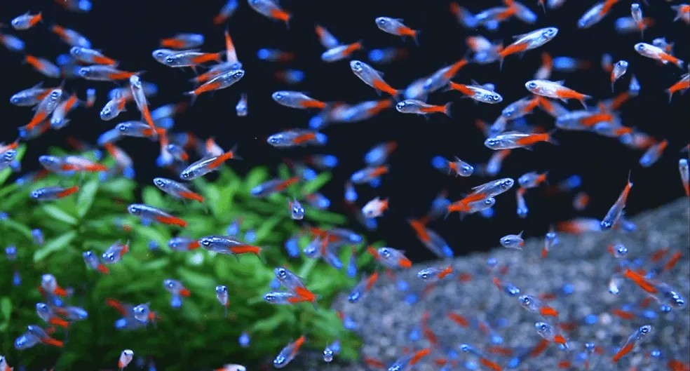 criacao de peixe neon em aquario