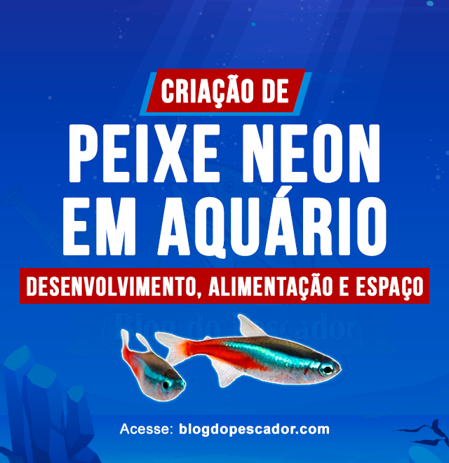 criacao de peixe neon em aquario