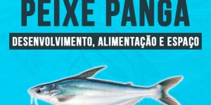 criação de peixe panga