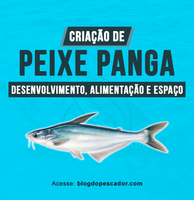 criação de peixe panga