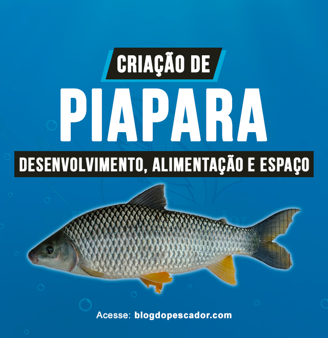 criacao de piapara