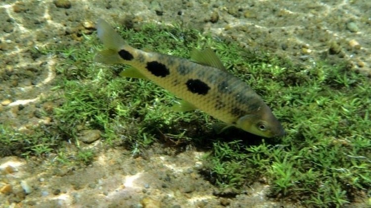 criacao de piau em tanques