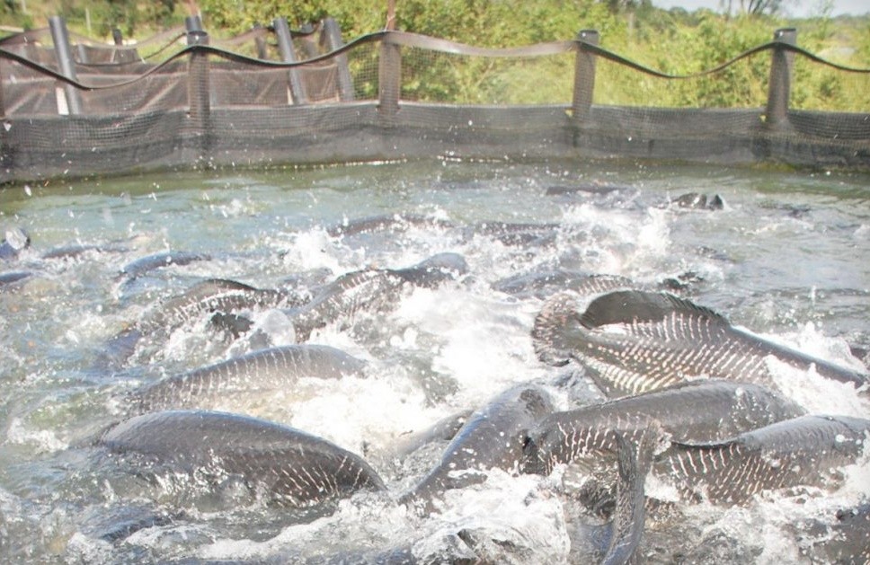 criacao de pirarucu em tanque