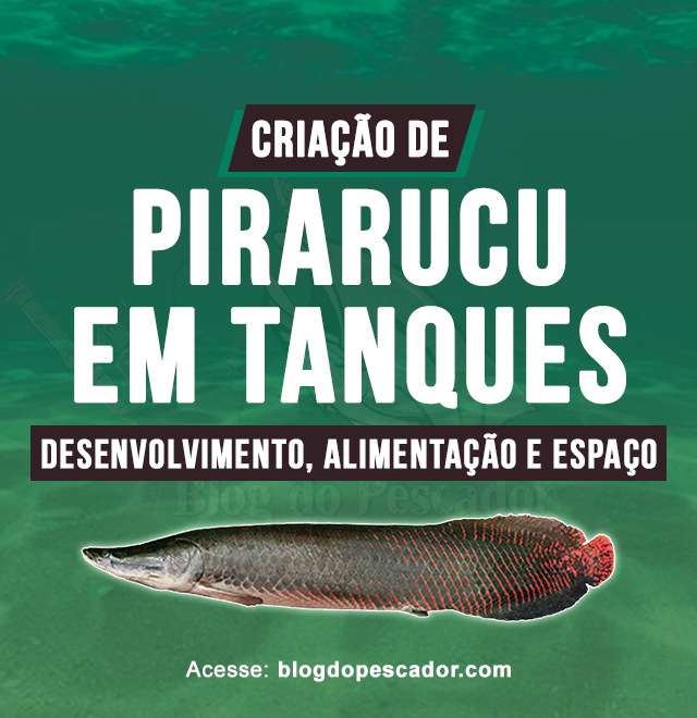 criacao de pirarucu em tanques