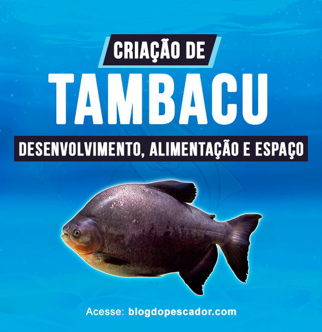 criacao de tambacu