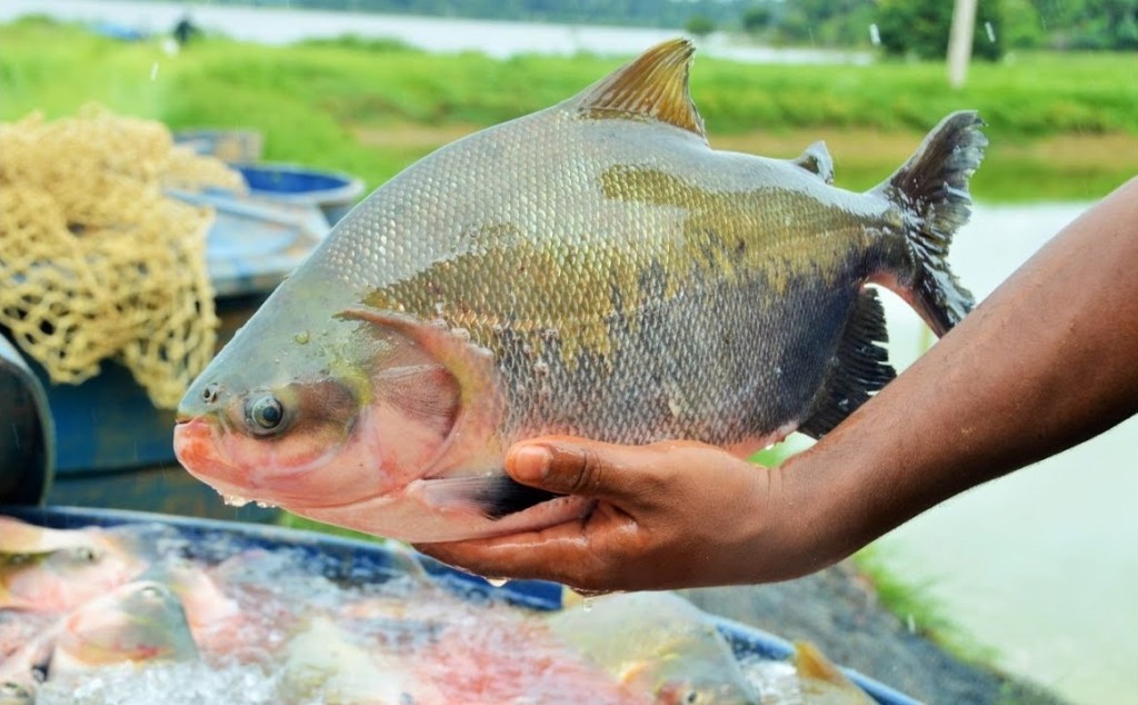 criacao de tambaqui