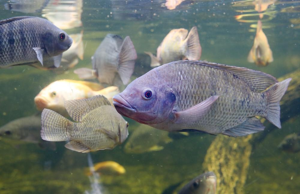 criacao de tilapia em tanques