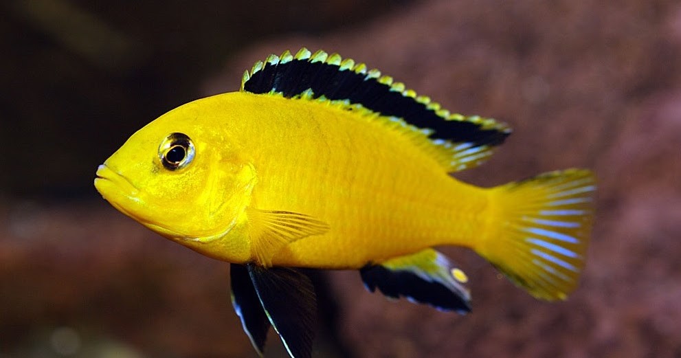 criacao do Labidochromis Yellow