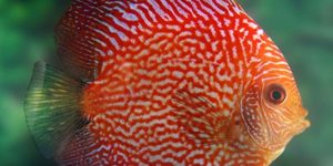 criacao do peixe acara disco vermelho em aquario 