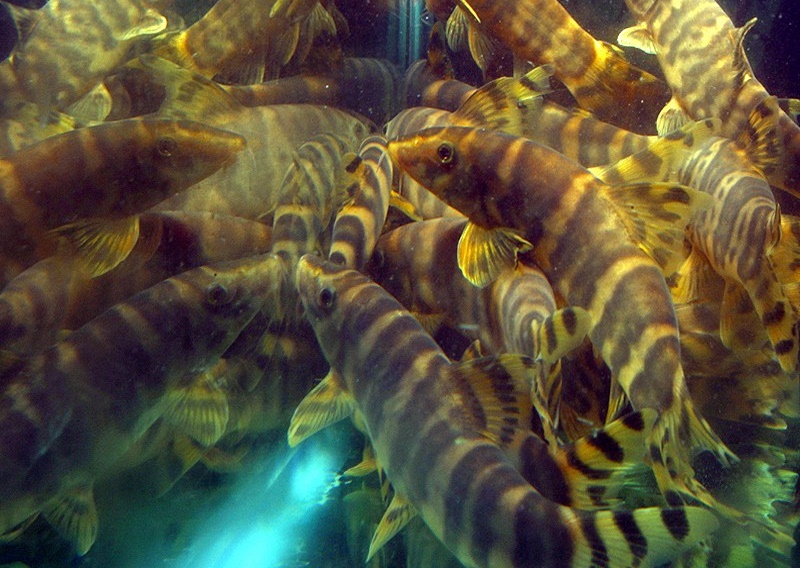 criacao do peixe botia imperador em aquario