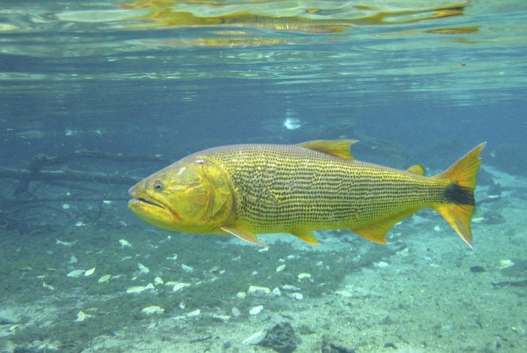 desenvolvimento do peixe dourado em tanques