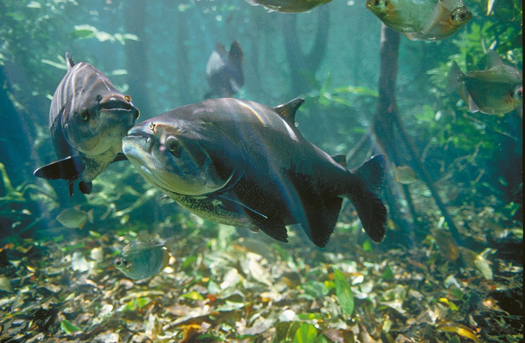 desenvolvimento do peixe tambaqui