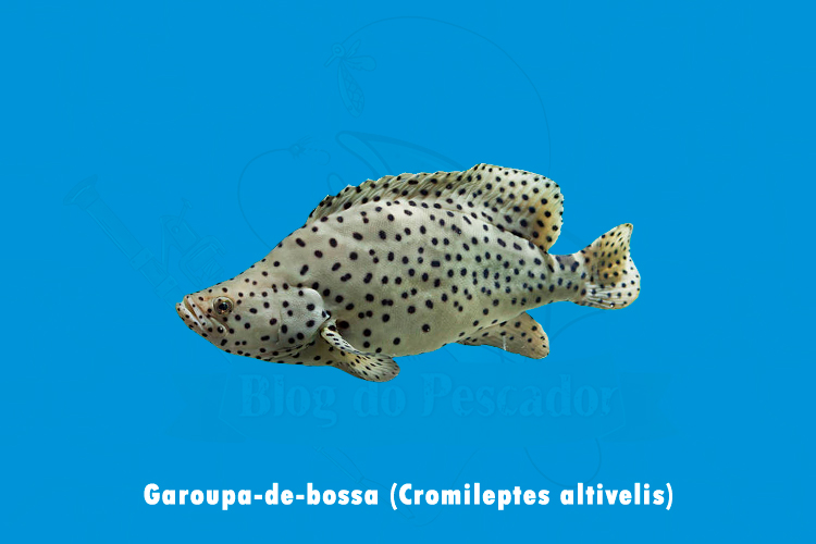 garoupa-de-bossa (cromileptes altivelis)