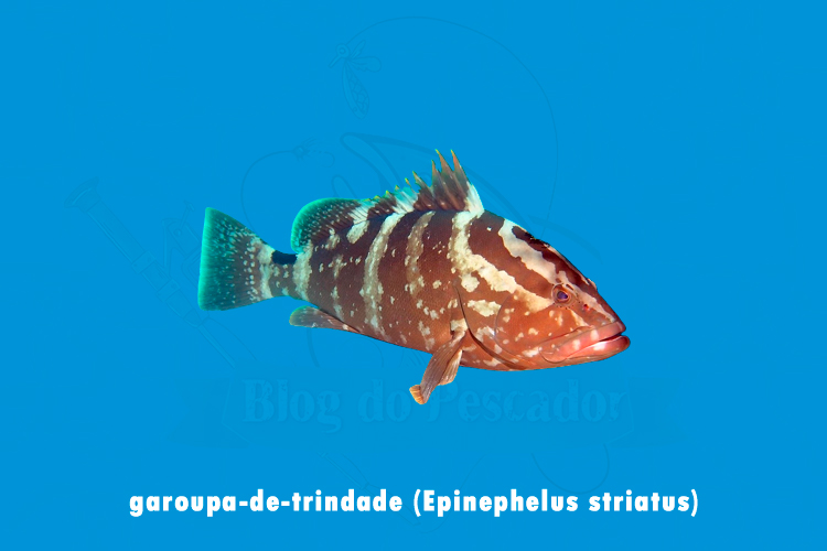 garoupa-de-trindade (epinephelus striatus)