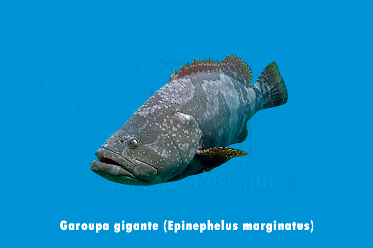 garoupa gigante (epinephelus marginatus)